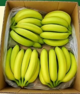 GRADE A BANANAS - Image 3