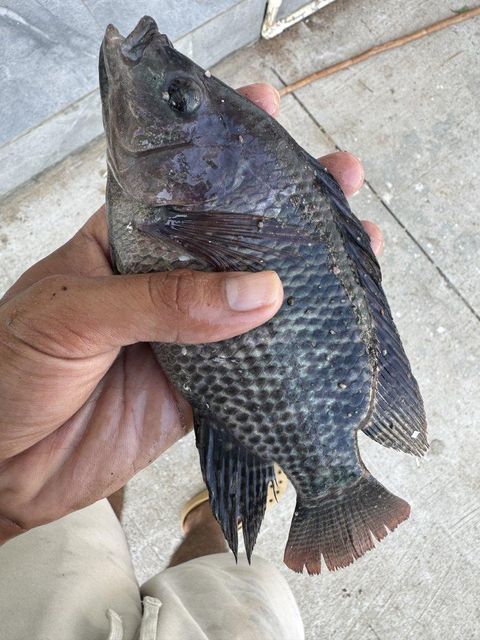 Freshwater Tilapia Fish Purity Chemical-free Intended Use Grilling, Frying, Or Curries Processing Method Not Frozen — Delivered - Image 1