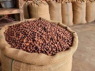 Ugandan Fermented & Dried Cocoa Beans - Image 3