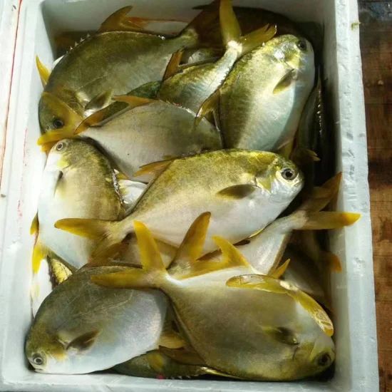 Promotion Good Quality Frozen Seafood Golden Pompano Pomfret Fish - Image 1
