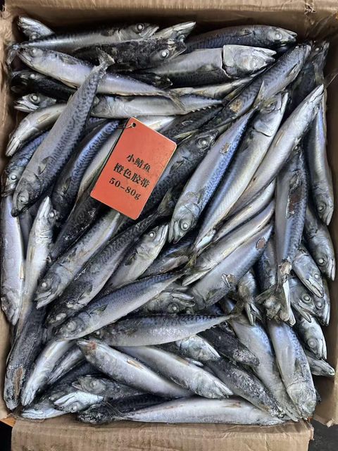 Tilapia, Pacific Mackerel - Image 2
