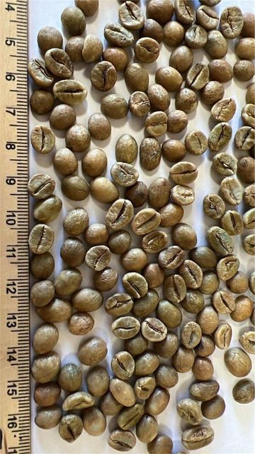 Robusta Coffee Beans - Image 1