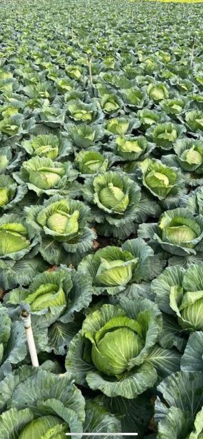 Cabbage - Image 4