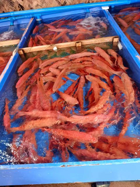 Coral Trout Grouper Origin Philippines Packaging Styrofoam Box Shipping Method Air Freight Quality Grade Export - Image 1
