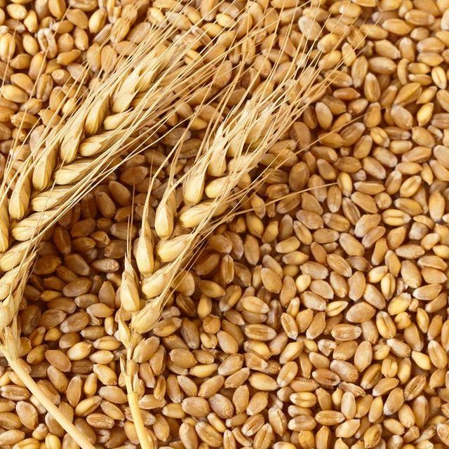 WHEAT, ANIMAL FEED WHEAT, FEED WHEAT, Premium Feed Wheat   - Image 3