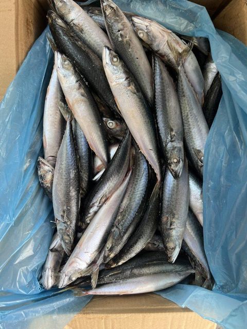 frozen pacific mackerel Packaging 10kgs carton Type whatsapp:86-18958685544 Feature wechat:86-18958685544 Form Canned, Fillets, Loin, Precooked, Scallop, Mussel Meat, Clam Meat, Steak, Portions, Wr,hgt,fillets, Wr/tube/strip/ring/tentacle/flower/t+t/wing - Image 2