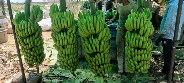 G9 banana - Image 3