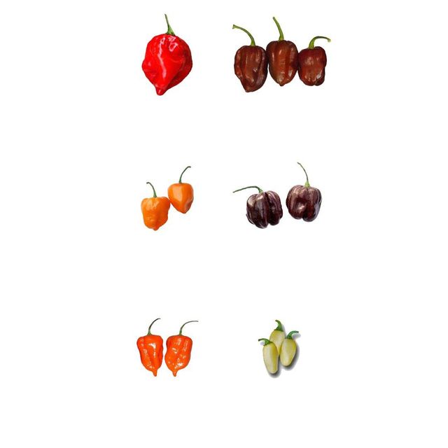 Fresh Green Habanero & Bell Peppers-Wholesale Organic Sweet Capsicum 20cm 10kg - Image 2
