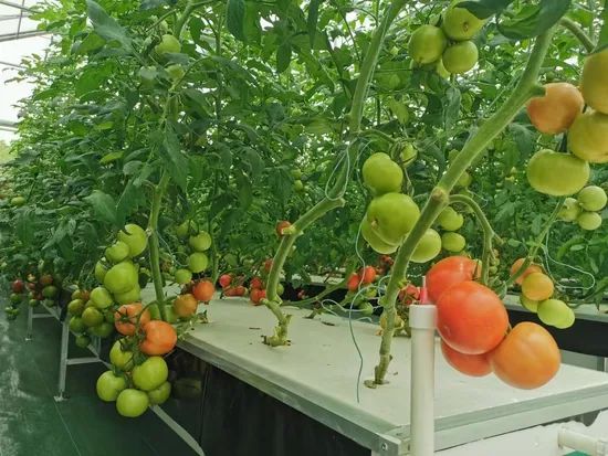 XPS Floating Rafts Foam Board Hydroponic Aquaponic Growing System - Image 2