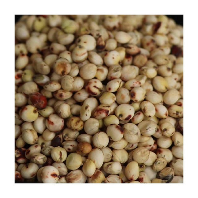 Bulk sorghum grains wholesale at factory direct low pricing - Image 1