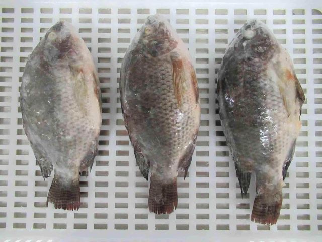 Froze Tilapia - Image 1