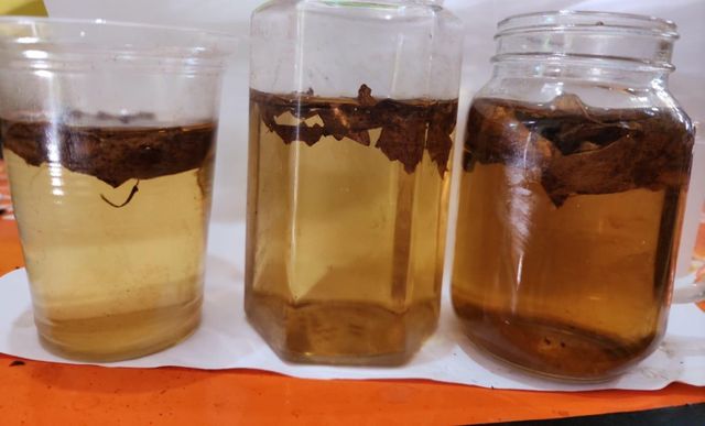 HBM Activated catappa leaves only 5 seconds can realease tannin and maximal work tannin 100% natural no chemical - Image 3