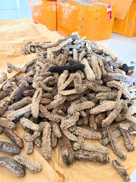 Dried Sea Cucumber Form Whole Drying Method Direct Sunlight Purity Clean From Dust And Sand Origin Indonesian, Indonesian Sea - Image 10