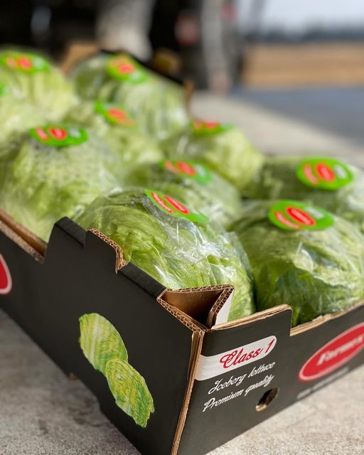 fresh ice berg lettuce Origin Farmex Farms Grade Export Quality Weight Range 500–800 G Per Head Packaging Options 5 Kg / 10 Kg Cartons Or As - Image 4
