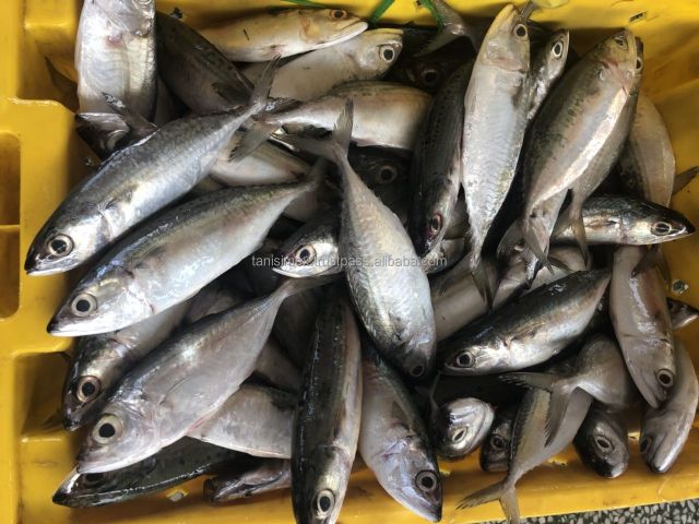 Seafood Fresh Frozen Whole Indian Mackerel fish for Sea Fish Buyers - Image 4