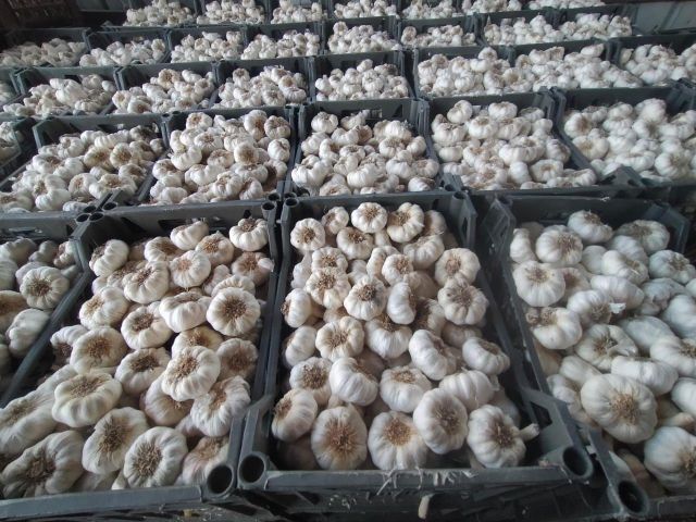 Fresh White Garlic – product photo 7, product detail gallery