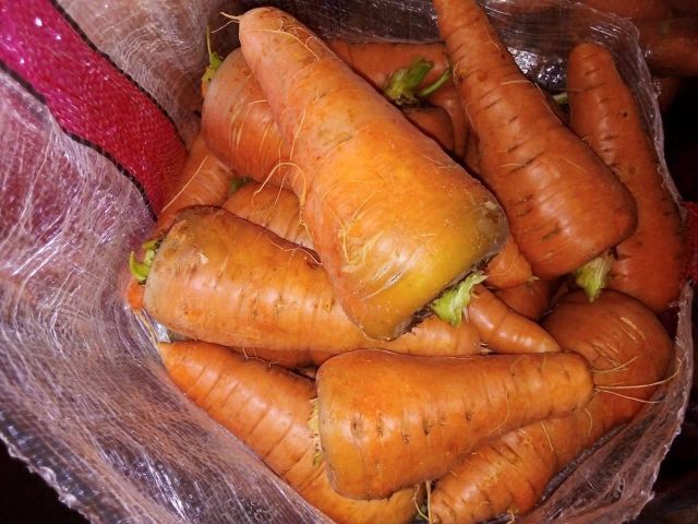 Carrot - Image 4