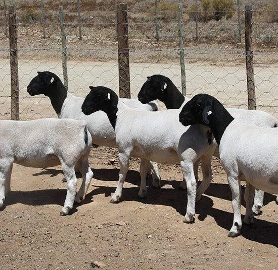 Best Wholesale Price Full Blood Black Head Dorper Sheep For Sale and Export Worldwide - Image 4