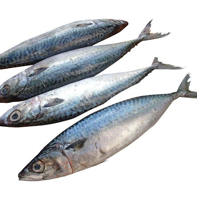 Fast Delivery Atlantic Mackerel Fish Frozen Whole Catch Premium Quality Buy Direct From Source Wholesale - Image 5