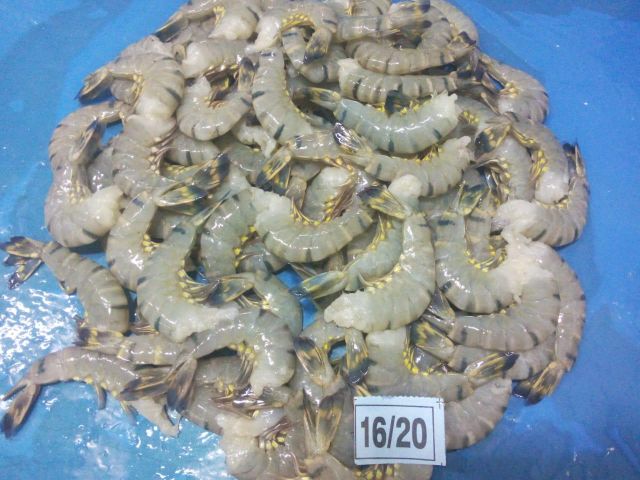 FROZEN RAW BLACK TIGER HEADLESS SHRIMP Packaging 800G Shelf Life 2 YEARS Pricing Option Nwnc, Nwfc, Fwnc, Fwfc Freezing Method Blast, Block, Semi Iqf, Iqf - Image 3