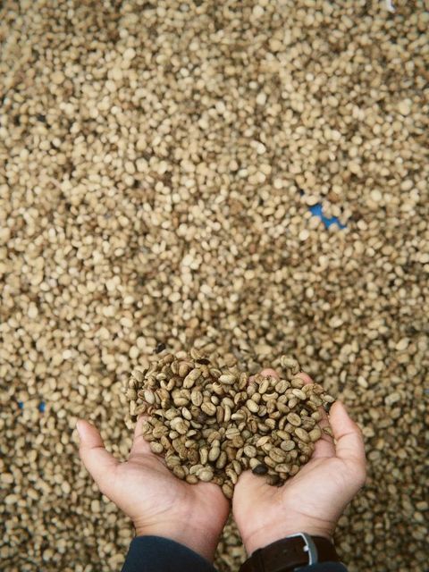 Specialty Green Coffee Beans Organic Yes Decaffeinated No Bean Type Arabica Degree of Processing Raw - Image 1