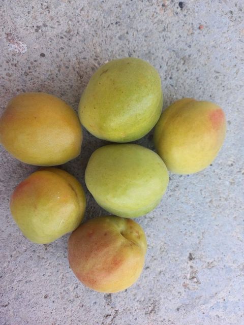 Apricot - Image 3