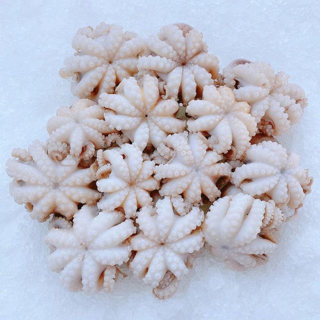 Frozen Fresh Octopus Hygienically Handled And Frozen For Fresh Flavor Integrity Supporting Professional Seafood Supply - Image 2
