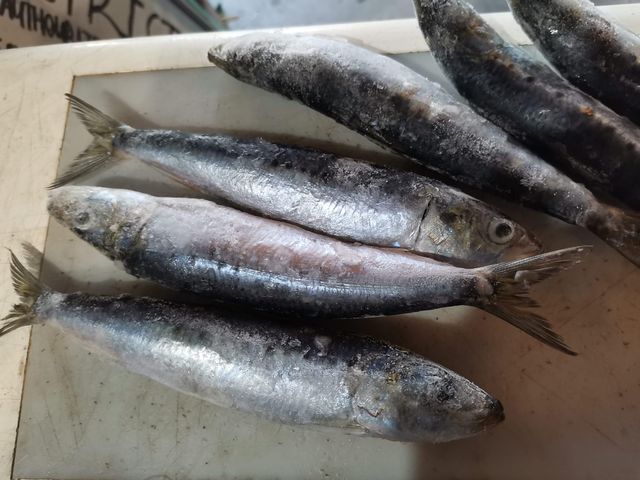 fresh frozen sardine fish for canned - Image 2