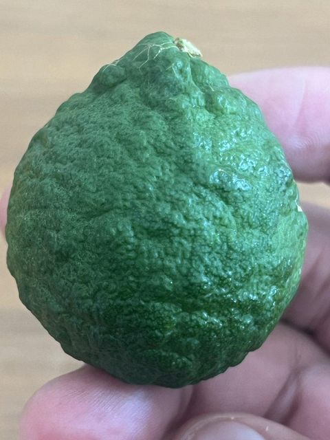 Kaffir Lime - Image 3