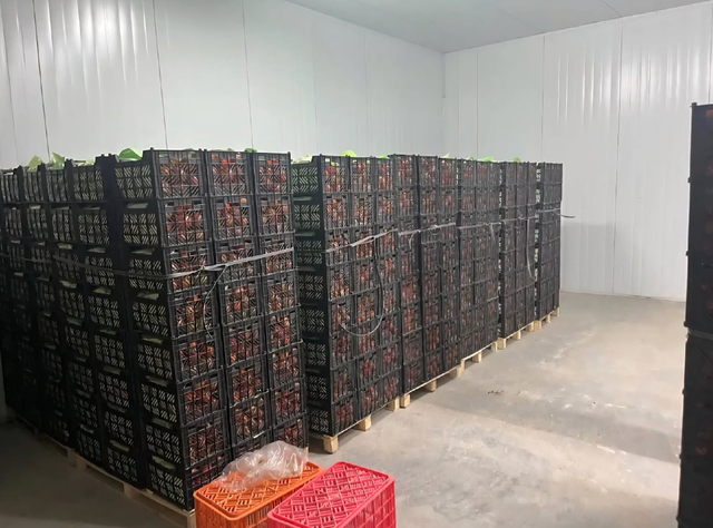 Premium Roma Tomatoes, Consistent Quality, Reliable Supply Plum Tomatoes 20kg Export Carton On Sale - Image 4