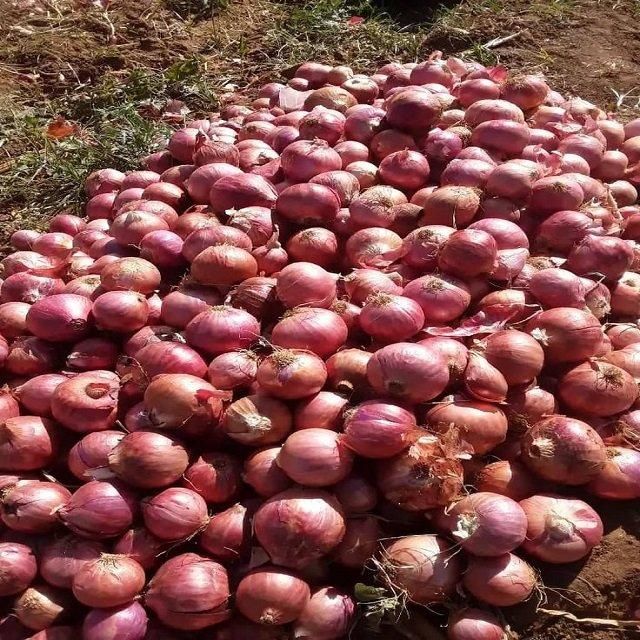 Top Selling -Fresh Onion - Wholesale for Fresh Onion - purple Onion- variety size - competitive price - Image 3