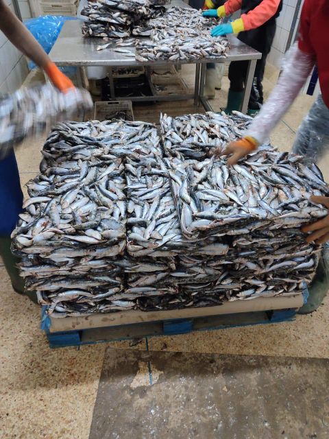 frozen sardine - Image 1