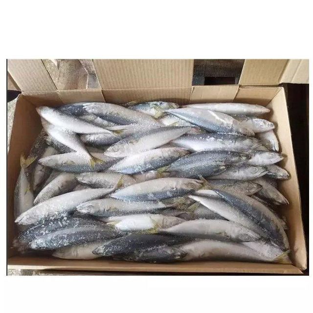 Wholesale seafood delicious fresh fish frozen tunny tuna fish - Image 1