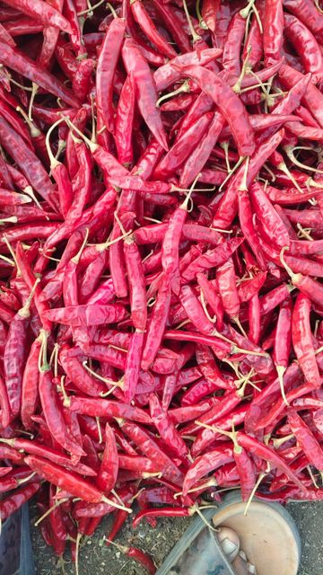 Dry Red Chilli 334 - Image 1