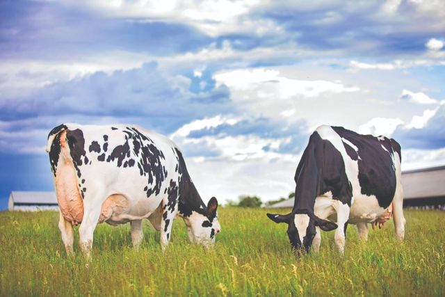 High Quality Milking Cows With Strong Dairy Performance Healthy Appearance And Excellent Herd Development Potential - Image 4