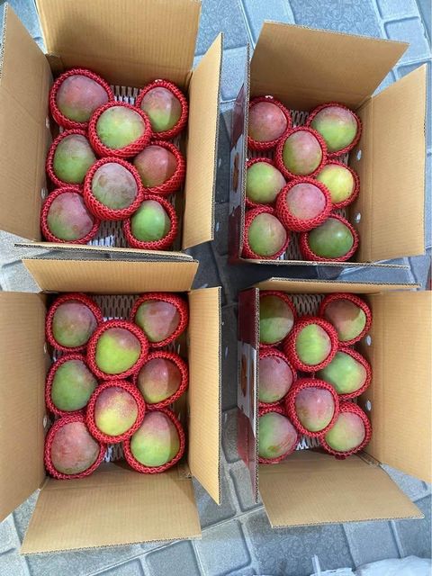 Fresh mango Organic Yes Brix 12-14% Shelf Life Excellent Color Vibrant Red Blush Size 500 – 900g Per Fruit Degree of Processing 8-10 - Image 4