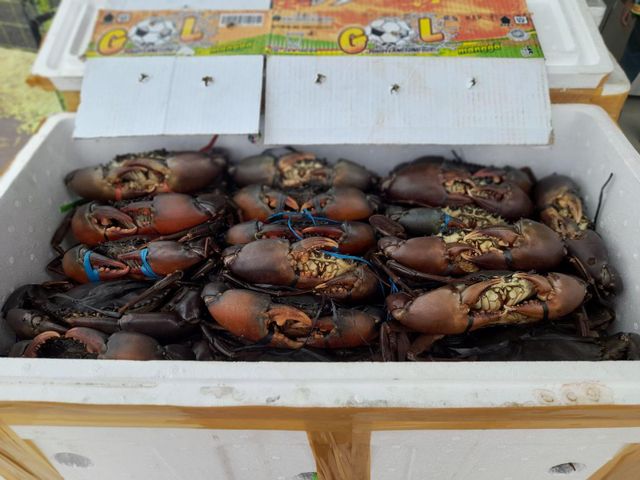Live Mud Crab Size 300 - 700 gram up Male Crab Size Range 300 - 700 Gram Up Female Crab Size Range Full 300 Gram Up Daily Harvest Capacity 100 Kgs - 500 Kgs - Image 2