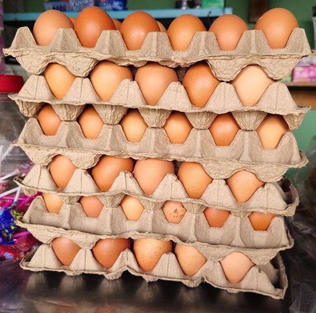 Farm Fresh Isa Brown Hatching Eggs For Incubation Poultry Breeding And Chick Production - Image 3