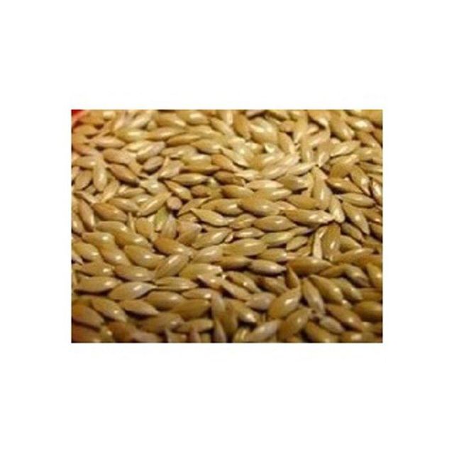 Pure canary seeds bulk wholesale available at affordable prices - Image 4