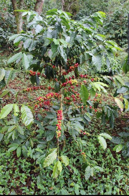 Coffee beans – product photo 5, product detail gallery
