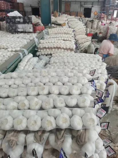 China New Big Size Braid Fresh Pure White Garlic Style Whole Origin China HS Code 070320 Type Pure White Trademark Green - Image 2