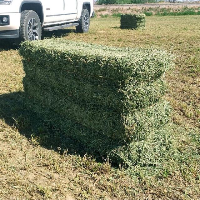 Export Quality Alfalfa Hay High Protein Clean Fresh Baled or Compressed Hay for Livestock Nutrition - Image 4