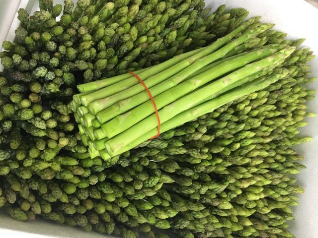 Fresh Asparagus Grade A OEM Available Customized Size Weight Package from Thailand Organic Premium Product s - Image 4