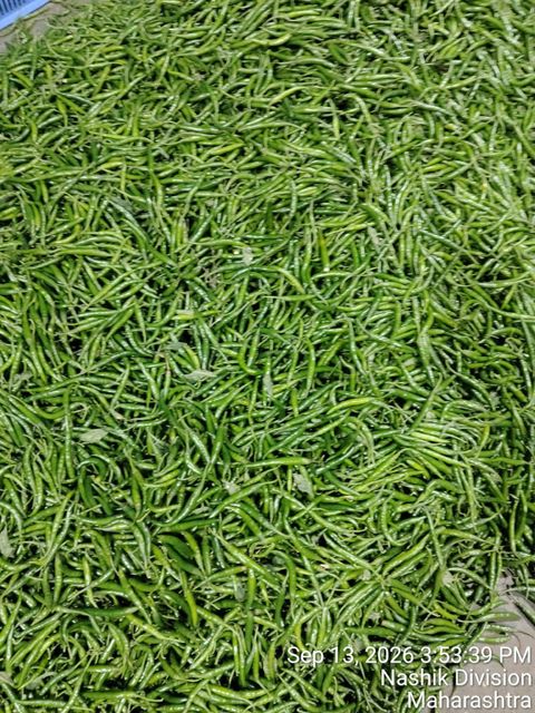 Green chilli - Image 1