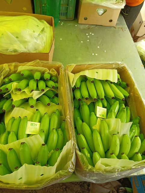 cavendish banana (G9) – product photo 3, product detail gallery