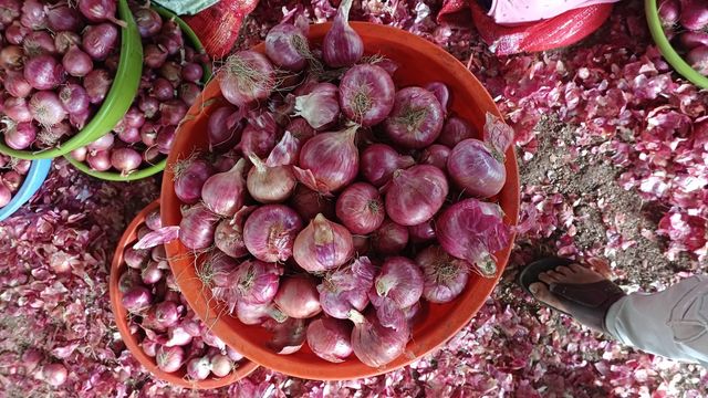 Fresh Onions Supplier |Wholesale Red, White & Yellow Onion Exporter - Image 2