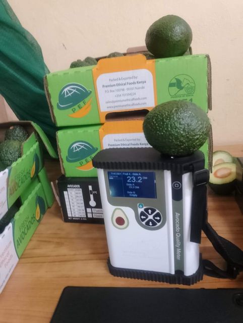 Hass Avocado from kenya – product photo 4, product detail gallery