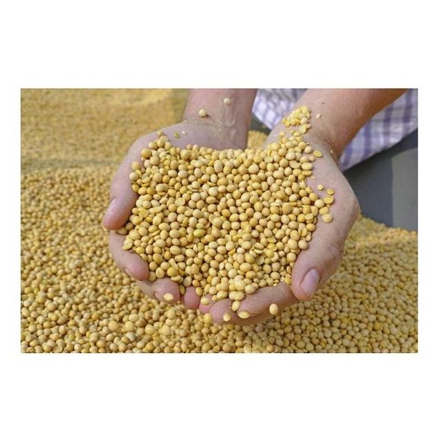 High Protein Yellow Soybean Soya Beans / Soy Bean For Sale Origin Other Features Organic Degree of Processing Dried, Raw - Image 2