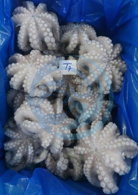FROZEN OCTOPUS FLOWER - HIGH QUALITY - Image 3