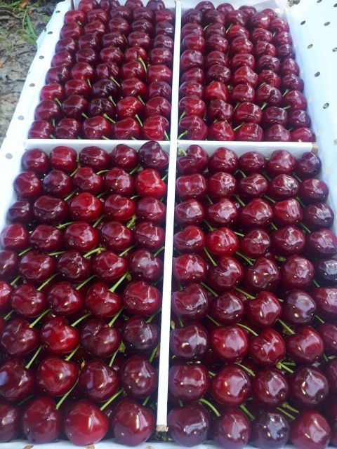 sweet cherries fresh - Image 2